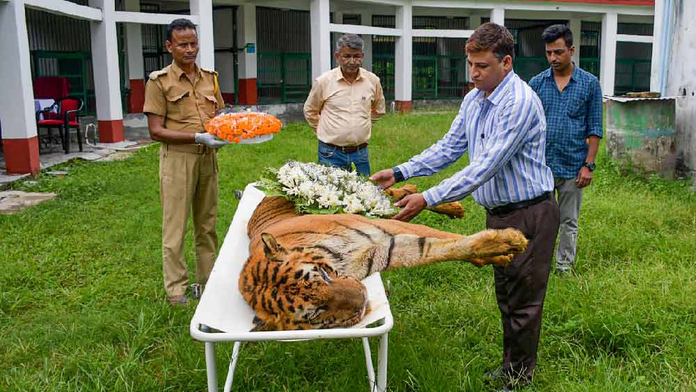 উত্তরবঙ্গের খয়েরবাড়ির ব্যাঘ্র পুনর্বাসন কেন্দ্রে রাজাকে শেষ শ্রদ্ধা বন দফতরের কর্মীদের।