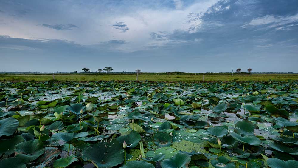 স্থান: ঝাপানডাঙ্গা | চিত্রগ্রাহক: দেবর্ষি দত্ত গুপ্ত