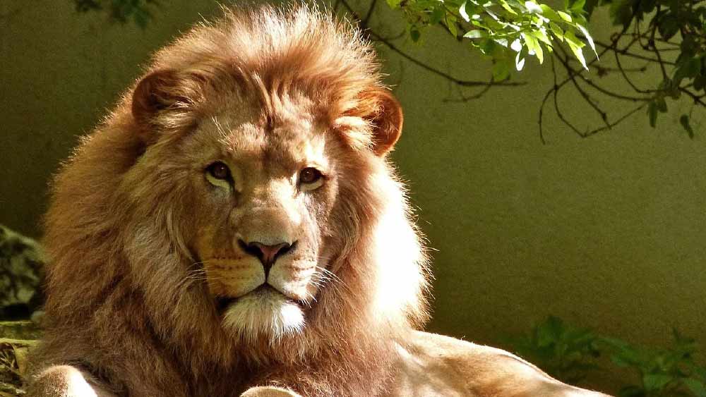 দীননাথ ঠিক করলেন, জীবন্ত সিংহের মতো নকশা তৈরি করতে তিনি আসল সিংহদের পর্যবেক্ষণ করবেন। তবে শান্তিনিকেতনের সব থেকে কাছাকাছি যেখানে গেলে তিনি সত্যিকারের সিংহ দেখতে পেতেন, সেই জায়গা ছিল কলকাতার চিড়িয়াখানা।