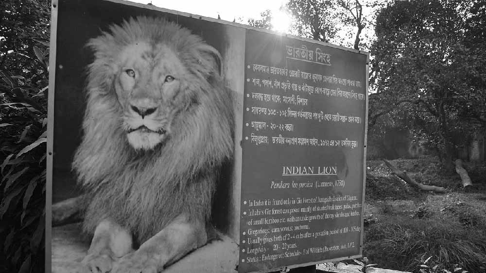 তিন মাস ধরে প্রায় প্রতি দিন ভার্গব শান্তিনিকেতন থেকে কলকাতার চিড়িয়াখানায় (প্রায় ১০০ কিমি দূরে) যাতায়াত করতেন। চিড়িয়াখানায় গিয়ে সিংহের আচরণ, চেহারা, শারীরিক ভাষা ইত্যাদি অধ্যয়ন করেন দীননাথ।