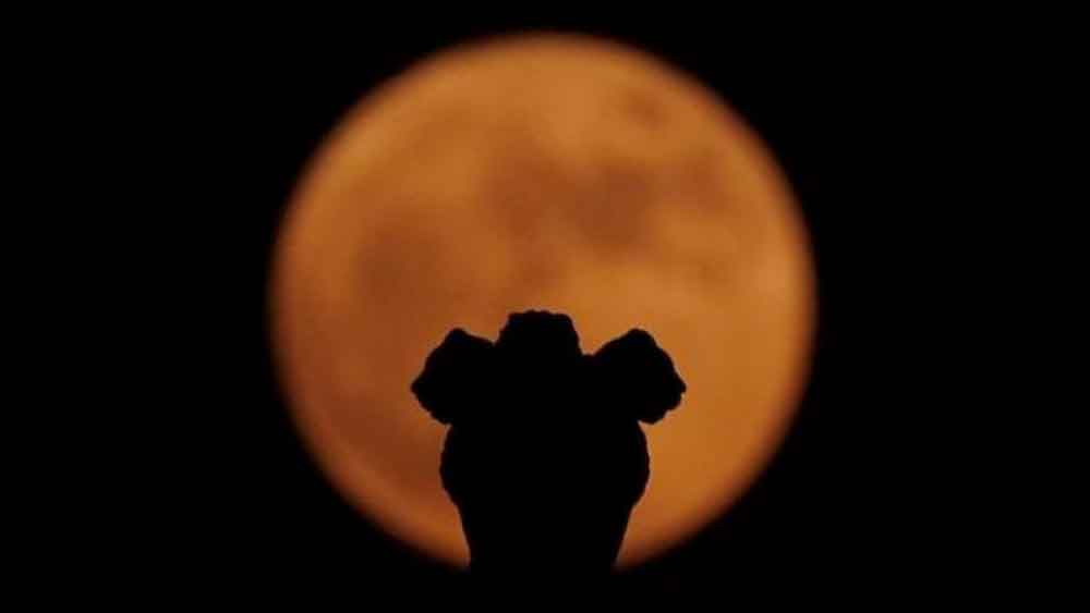 দীননাথ অনবদ্য ‘ওয়াশ পেন্টিং’-এর জন্যও বিখ্যাত। কাপড়ের উপর মধুবনী শৈলী ফুটিয়ে তোলার জন্য বিশেষ খ্যাতি পেয়েছিলেন দীননাথ। দীর্ঘ দিন অল ইন্ডিয়া হ্যান্ডলুম বোর্ড-এর ডিরেক্টর ছিলেন তিনি। অবসর নেন ১৯৮৬ সালে।