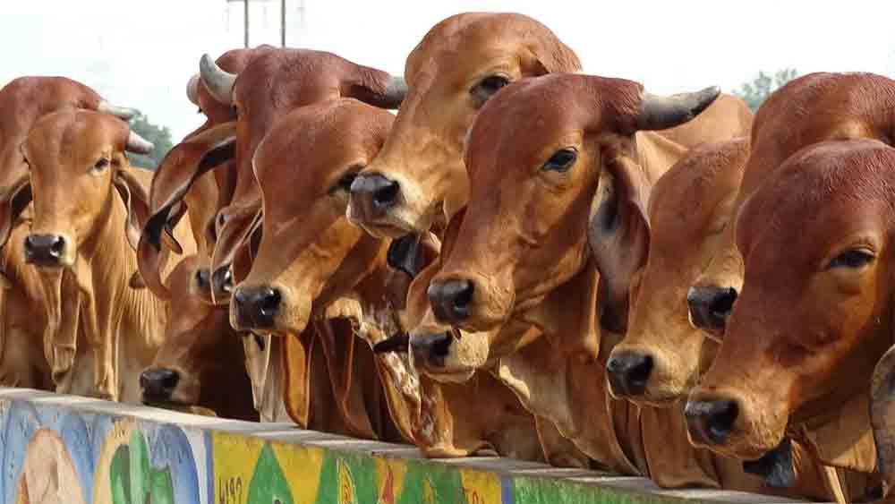 গরু হাটের গৌরী সেন।