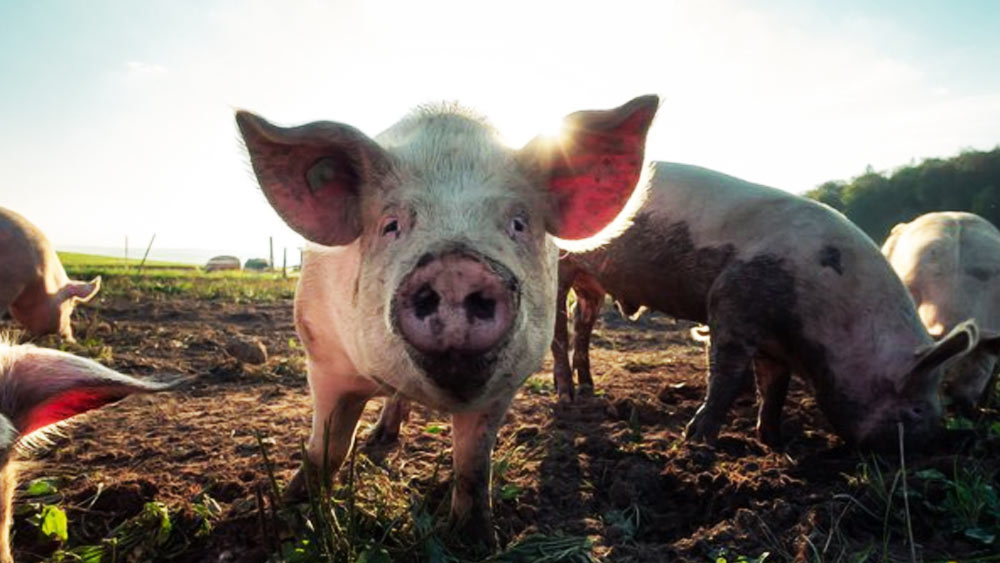 পশুদের জন্য খামার তৈরি করে চাষবাস করার সিদ্ধান্ত নেন টেরি। কিন্তু কে জানত যে, যুদ্ধের গুলি থেকে রক্ষা পাওয়া টেরির প্রাণ যাবে তাঁরই লালনপলন করা পশুদের হাতে!