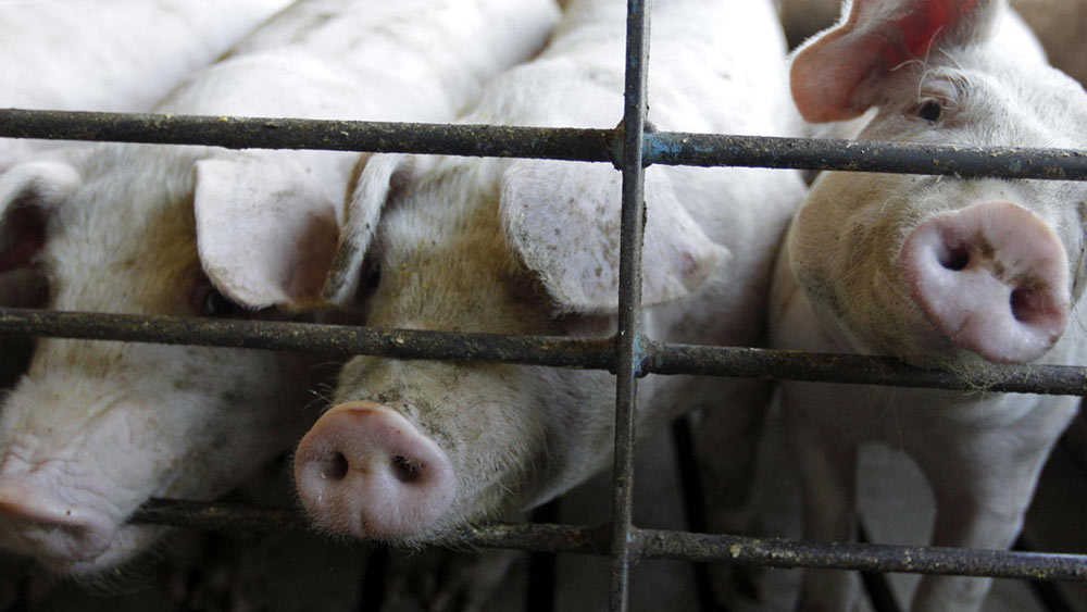 বেশ কিছু বড় আকারের শূকরের চাষ শুরু করেছিলেন টেরি। কখনও কোনও অযত্ন হতে দেননি পোষ্যদের। কিন্তু তাঁর পালন করা শূকররাই এক দিন তাঁকে খেয়ে ফেলে!