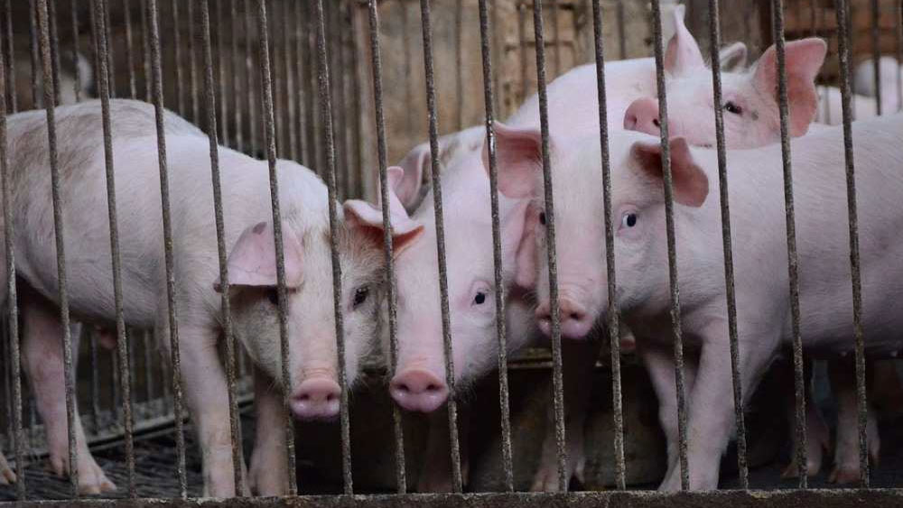 পর দিন টেরির স্ত্রী তন্নতন্ন করে খুঁজেও তাঁর খোঁজ পাননি। কিছু সময় পর শূকরের খোঁয়াড়ের দিকে স্বামীকে খুঁজতে গিয়ে এক ভয়ানক দৃশ্য দেখেন টেরির স্ত্রী।