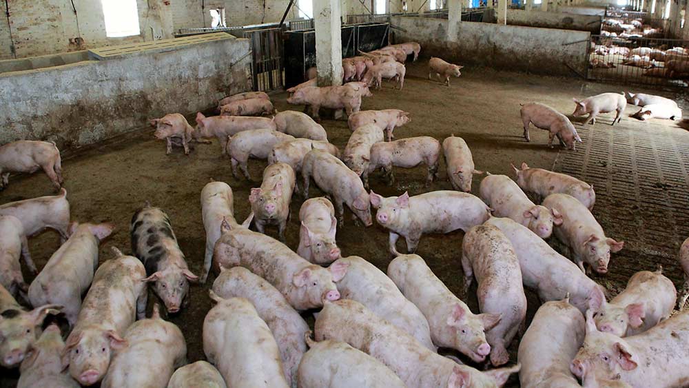 যখন টেরির ছিন্নবিচ্ছিন্ন মৃতদেহ উদ্ধার করা হয়, তখন তাঁর পালিত শূকরদের মুখে রক্ত লেগে ছিল। মাংসের টুকরোও পাওয়া যায় তাদের পাকস্থলীতে। এ ছাড়া কাপড়ের টুকরোও তাদের পাকস্থলীতে পাওয়া গিয়েছে।