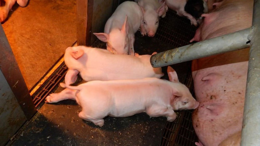 টেরির পরিবারের সদস্যেরা জানান, তিনি এক বার একটি শূকরছানাকে ভুলবশত মেরে ফেলেন। এর পরই তাঁকে বেশ কিছু শূকর আক্রমণ করে।