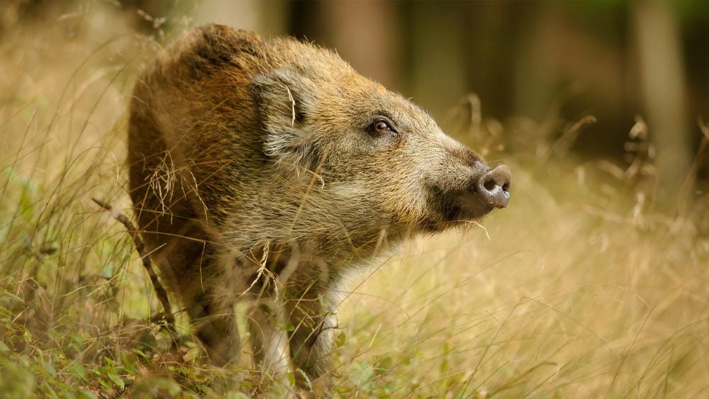 টেরির ভাই মাইকেল গার্নার জানান, শূকরের দল প্রথম বার আক্রমণ করার পর টেরি শূকরগুলিকে মেরে ফেলার সিদ্ধান্ত নেন। কিন্তু পরে তাঁর হৃদয় পরিবর্তন হয়। শূকরের দলকে না মেরে তাদের আরও যত্ন করে লালনপালন করতে থাকেন।
