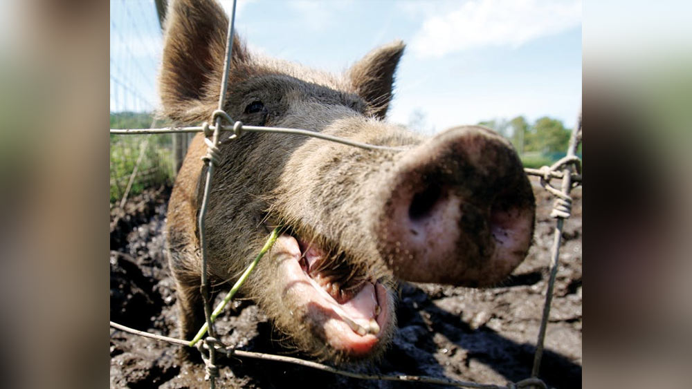 টেরিকে যে শূকরগুলি আক্রমণ করেছিল, তার এক একটির ওজন ছিল প্রায় দেড়শো কেজি।