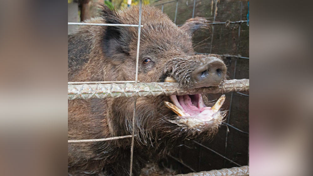 শূকর সাধারণত আক্রমণাত্মক হয় না। তবে এর আগেও শূকরদের মানুষকে খেয়ে ফেলার নিদর্শন পাওয়া গিয়েছে।