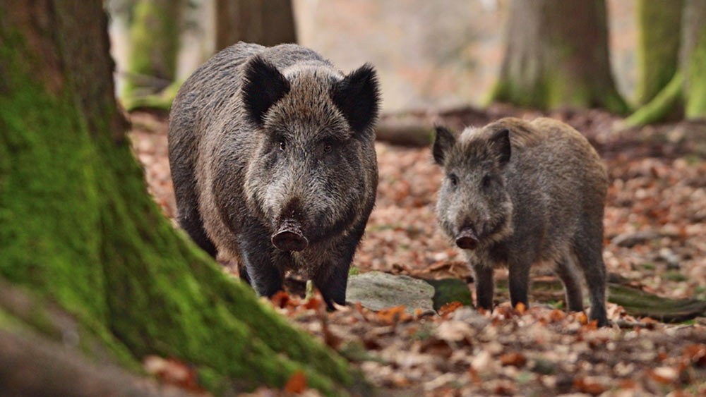 চিনে এক বার দু’বছর বয়সি শিশুকে ঘিরে খেয়ে ফেলে শূকরের দল। রাশিয়াতেও এক মহিলা নিজের পোষা শূকরকে খাওয়ানোর সময় মৃগী রোগে আক্রান্ত হন এবং তাঁকে তাঁরই পোষা শূকর জীবন্ত খেয়ে ফেলে।