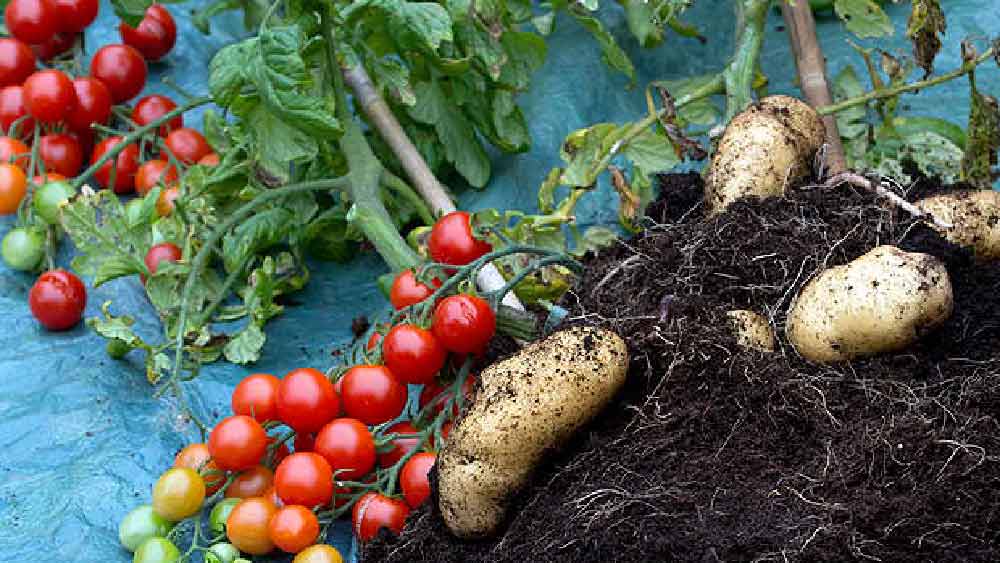 সেই পম্যাটো গাছ