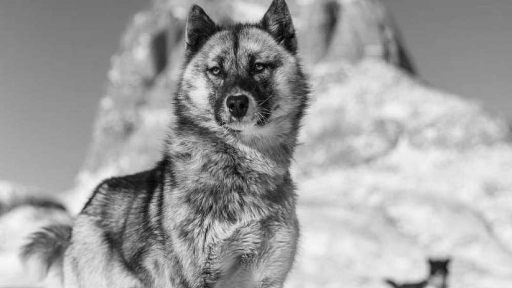 কনেযাত্রীরা দেখেন, কালো মেঘের মতো কী যেন একটা তাঁদের দিকে ধীরে ধীরে এগিয়ে আসছে। একই সঙ্গে তাঁরা শুনতে পান মৃদু অথচ তীক্ষ্ণ গর্জনের আওয়াজ।