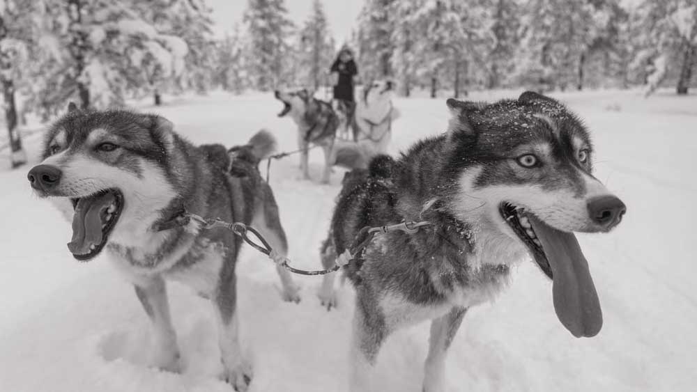 কিছু ক্ষণের মধ্যেই তাঁরা টের পান তাঁদের দিকে এগিয়ে আসা কালো ছায়াগুলি আর কিছু নয়, অসংখ্য নেকড়ের একটি দল। বুঝতে পারেন তাঁরা অনেক দিন ধরে ক্ষুধার্ত।