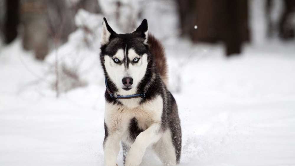 নেকড়ের দলকে দেখে আতঙ্কিত হয়ে প়ড়েন কনেযাত্রীরা। ভয় পেয়ে যায় ঘো়ড়াগুলিও।