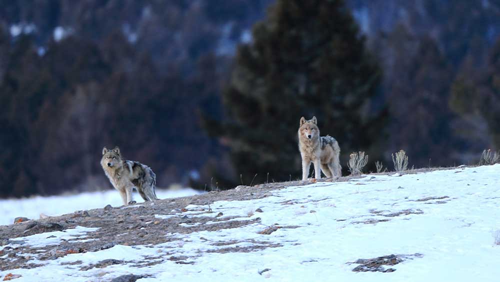 তবে বরফের উপর দিতে ছোটা অত সহজ নয়। পুরু বরফের আস্তরণে পা আটকে পড়েও যান অনেকে। নেকড়ের আক্রমণে মৃত্যু হয় তাঁদের।