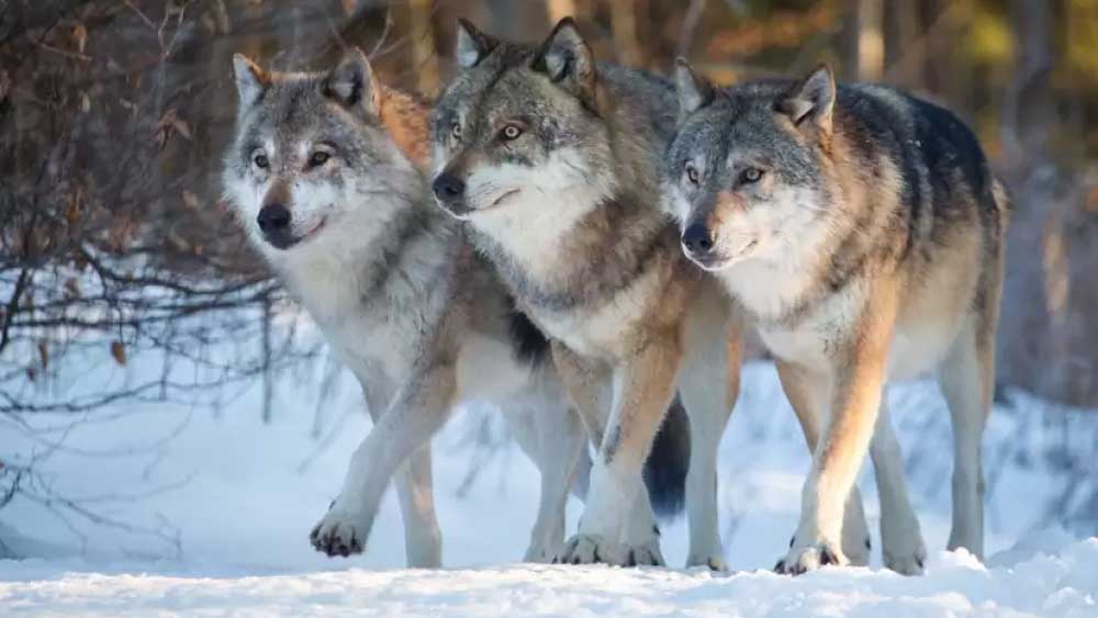 ছাড় পায়নি ঘোড়ার দলও। কয়েক মিনিটের ব্যবধানেই শিকারদের টুকরো টুকরো করে ছিঁড়ে ফেলে নেকড়ের দল।