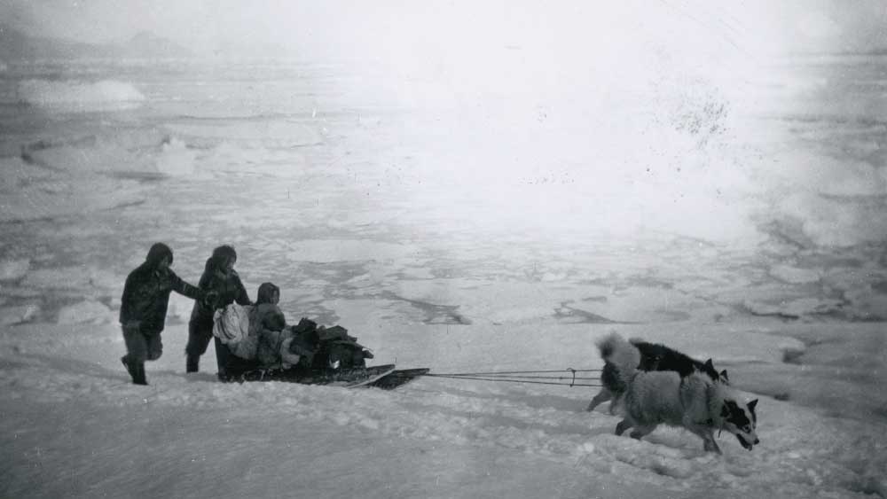 অপেক্ষাকৃত হালকা ওজন নিয়ে প্রাণপণে দৌড়াতে থাকে স্লেজগাড়িগুলি। ৩০টি স্লেজ গাড়ির মধ্যে ২৯টি স্লেজ গাড়ির মানুষ এবং ঘোড়াগুলিকে শিকার করে নেকড়ের দল।