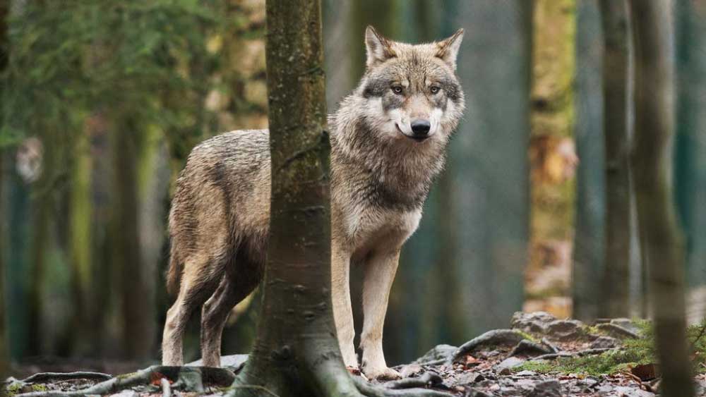 ১২০ জনের মধ্যে নেকড়ের দলের হাত থেকে প্রাণ বাঁচিয়ে মাত্র ওই দু’জন জীবিত অবস্থায় বাড়ি ফেরেন।