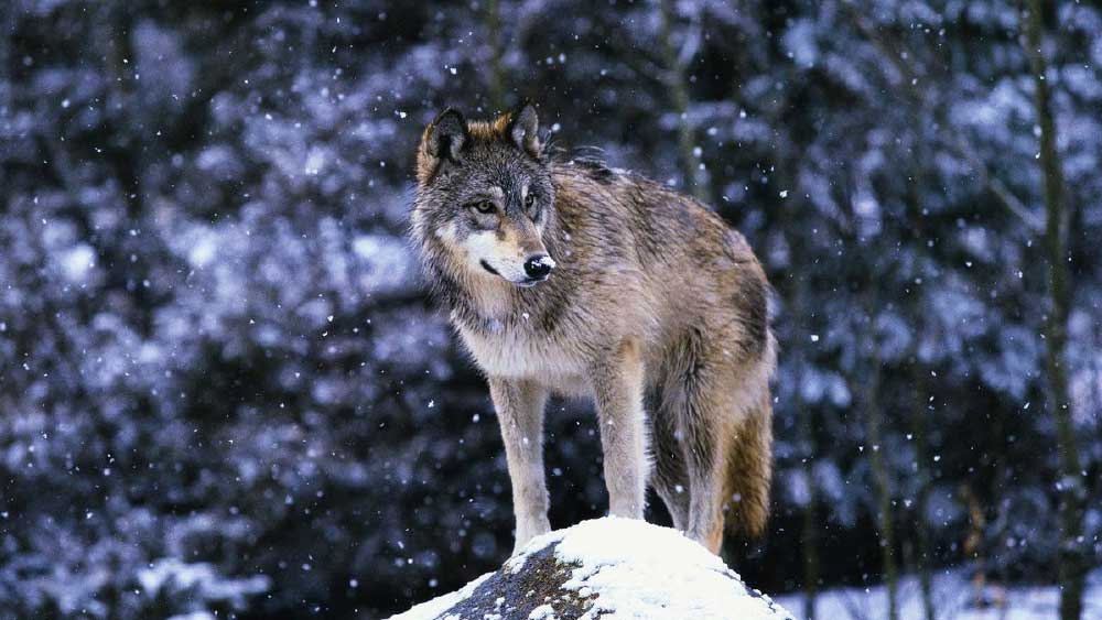 কিন্তু সত্যিই কি এমন ঘটনা ঘটেছিল? পরে এই ঘটনা নিয়ে অনেক অনুসন্ধান করা হয়। প্রমাণ দিয়ে একাংশ দাবি করেছেন, এ রকম কোনও ঘটনা কোনও দিন ঘটেইনি। তবে স্থানীয়দের দাবি, এই ঘটনা সত্যি। বহু বছর ধরে তাঁরা এই ঘটনা শুনে আসছেন। তবে সত্যি হোক বা মিথ্যা, ঘটনা নিয়ে রহস্যের সমাধান হয়নি আজও।