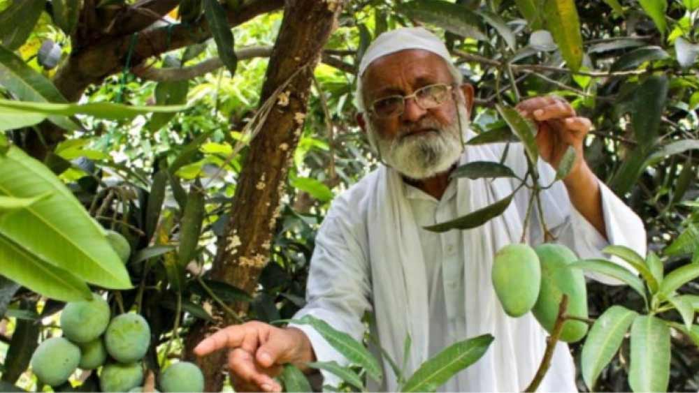 কৈশোরেই স্কুলছুট হন কলিমউল্লাহ। তবে কলম চাষ করে আলাদা আলাদা আম গাছের মিশ্রণে কী করে নতুন নতুন জাতের আমের উৎপাদন করা যায়, তা নিয়ে পরীক্ষা-নিরীক্ষা চালাতে শুরু করেন।