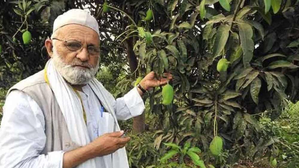 সাতটি নতুন জাতের আম উৎপাদনের জন্য একটি গাছে‌র যত্ন নেওয়া শুরু করেন কলিমউল্লাহ। কিন্তু সেই গাছ ঝড়ে পড়ে যায়।