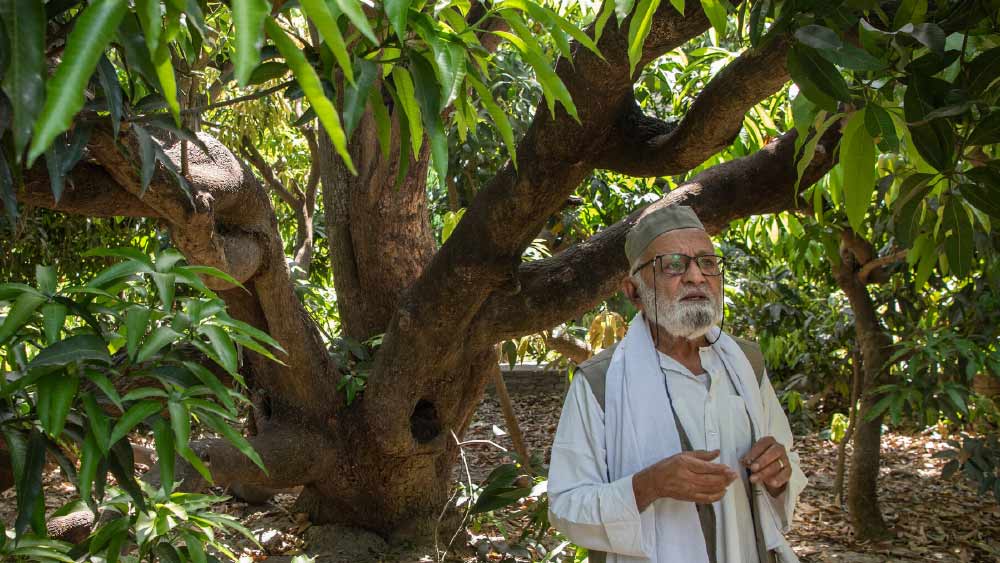 এর পর থেকে এই গাছে প্রায় ৩০০ ভিন্ন প্রজাতির আম উৎপাদন করেছেন কলিম। প্রত্যেকটির স্বাদ, গঠন, রং, আকার আলাদা।