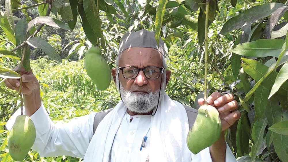 কলিমউল্লাহের মতে, ‘‘এই আম অভিনেত্রীর মতোই সুন্দর। এক একটি আমের ওজন প্রায় এক কেজি। এই আমগুলির বাইরের ত্বকে লাল রঙের আভা রয়েছে। এই আম খুবই সুস্বাদু এবং মিষ্টি।’’