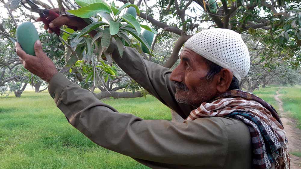 ন’মিটার উচ্চতার এই আম গাছটির পুরু শাখাগুলিতে থাকা ঘন পাতা গরমকালে মনোরম ছায়া দেয়। গাছের পাতাগুলিও ভিন্ন ভিন্ন ধরনের। কোনও কোনওটা হলুদাভ, তো কোনও কোনও পাতা গাঢ় সবুজ রঙের।