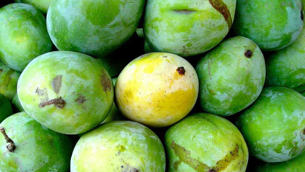 কলিমউল্লাহ জানান, আলাদা আলাদা জাতের আম মিশিয়ে সংকর আম তৈরির প্রক্রিয়া খুবই জটিল। খুব মনোযোগ দিয়ে একটি নির্দিষ্ট জাতের আম গাছের শাখাকে মূল গাছ থেকে কেটে নেওয়া হয়। পরে অন্য একটি জাতের শাখাকে ওই শাখার সঙ্গে জুড়ে টেপ দিয়ে আটকে রাখা হয়।