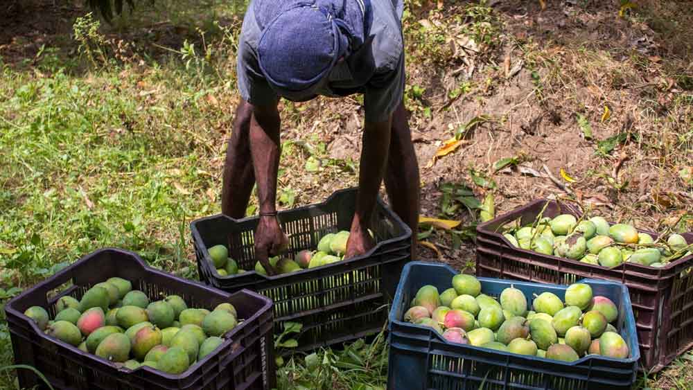 কলিমউল্লাহ গর্বের সঙ্গে দাবি করেছেন, তিনি চাইলে মরুভূমিতেও আম চাষ করতে পারবেন। তবে তিনি যেখানে আম চাষ করেন সেই জায়গা থেকে ভারতের সব থেকে বেশি আমের উৎপাদন হয়।