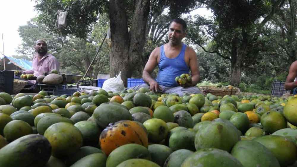 মলিহাবাদে প্রায় ৩০ হাজার হেক্টরেরও বেশি জায়গা জুড়ে আমের বাগান রয়েছে। ভারতের মোট আমের উৎপাদনের প্রায় ২৫ শতাংশ এখান থেকেই হয়।