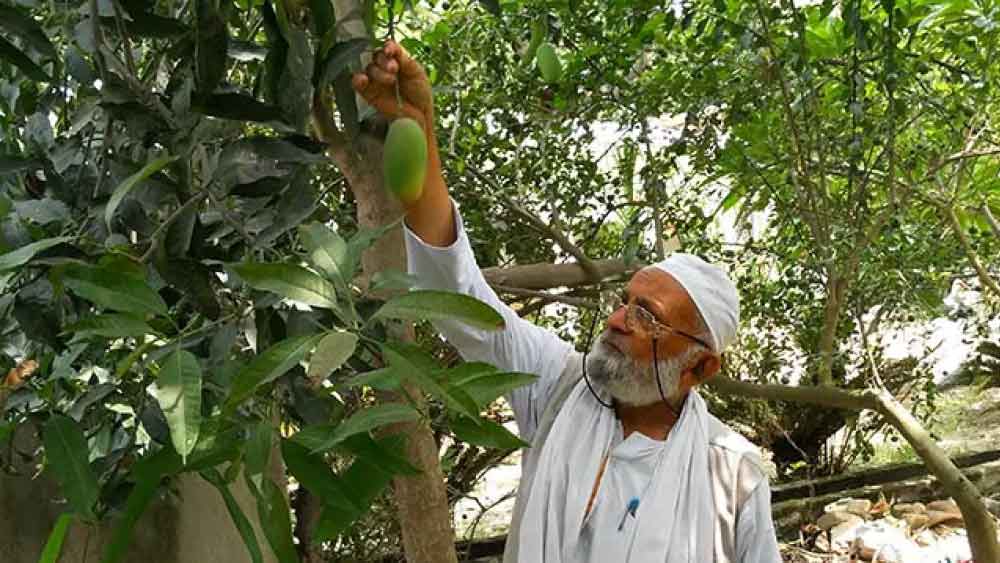তবে জলবায়ুর পরিবর্তন নিয়েও যথেষ্ট উদ্বেগ প্রকাশ করেছেন কলিমউল্লাহ। তাঁর দাবি, বছরের পর বছর ধরে জলবায়ুর পরিবর্তনের জন্য আম উৎপাদনের উপর যথেষ্ট প্রভাব পড়েছে। আমের উৎপাদন কমেছে বলেও তিনি দাবি করেছেন।