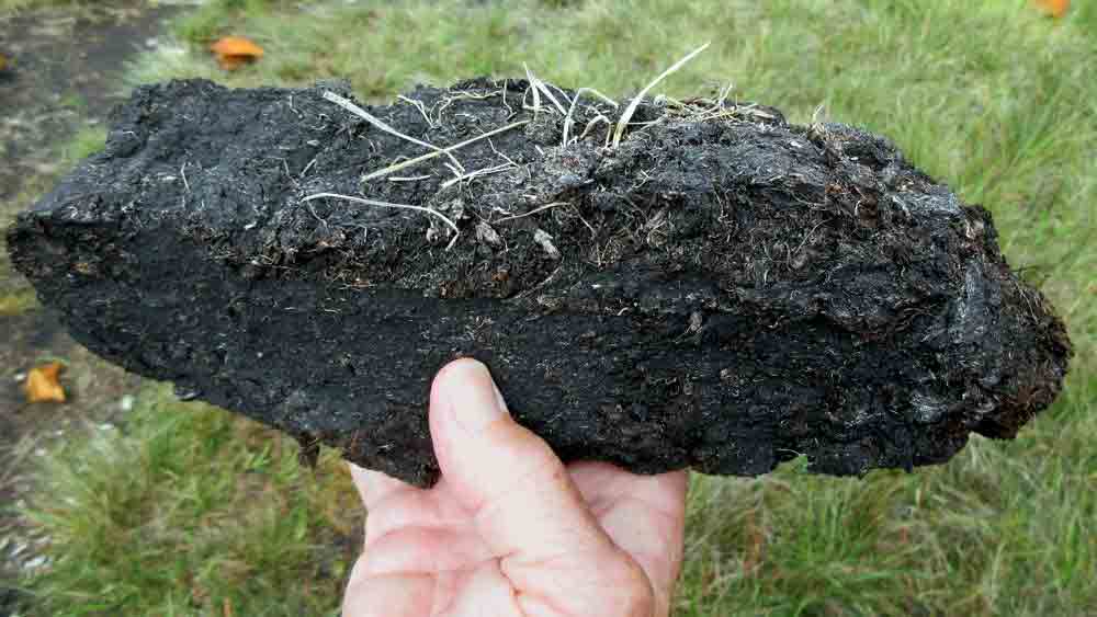 গালেগো-সালা বলেন, ‘‘বদ্ধ জলাশয়ের ঘাসমাটির চাপড়া তুলে ফেললে আশপাশের পরিবেশের সঙ্গে গোটা জলাশয়টিই ক্ষতির মুখে পড়ে। জীববৈচিত্রে আঘাত হানা হয়, জল এবং কার্বন-চক্রও ভেঙে যায়।’’