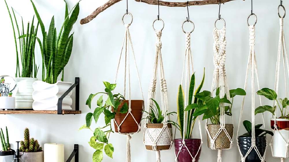 গাছ কেনার পর সকলে অতি উৎসাহী হয়ে বেশি বেশি জল দিয়ে ফেলেন। তাতে হিতে বিপরীত হয়। 