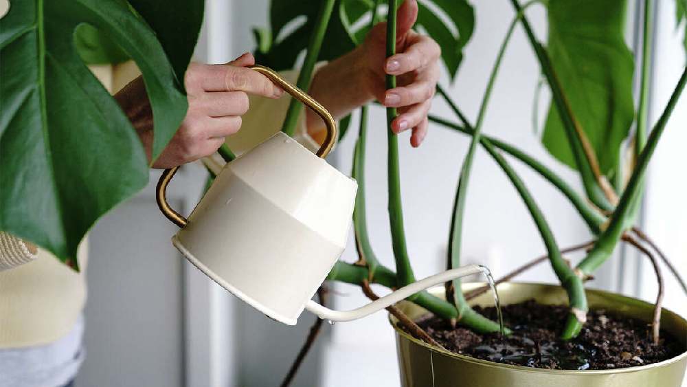 গাছে ভাল করে জল দেওয়া যেমন প্রয়োজন, তেমনই সেই জল যাতে বয়ে বেরিয়ে যায়, সেটা দেখাও প্রয়োজন।