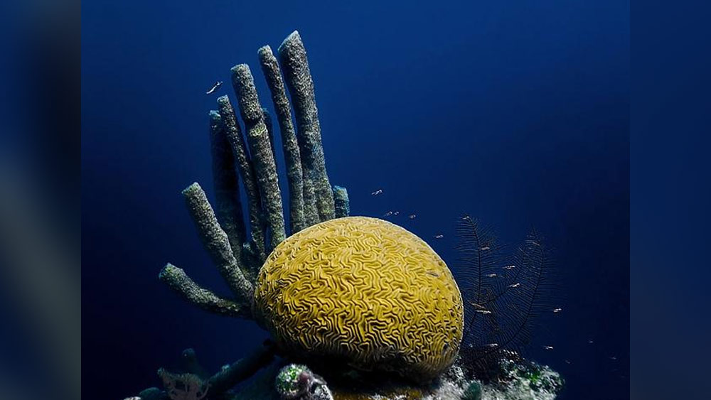 অন্ধকারে এগিয়ে যেতেই একটা ভারী জিনিসের সঙ্গে ধাক্কা খান বার্জম্যান। টর্চ জ্বালাতেই যা দেখলেন, তা দেখে নিজেদের চোখকেই বিশ্বাস করতে পারছিলেন না তাঁরা। জলের তলায় রয়েছে মৃতদেহের সারি। 