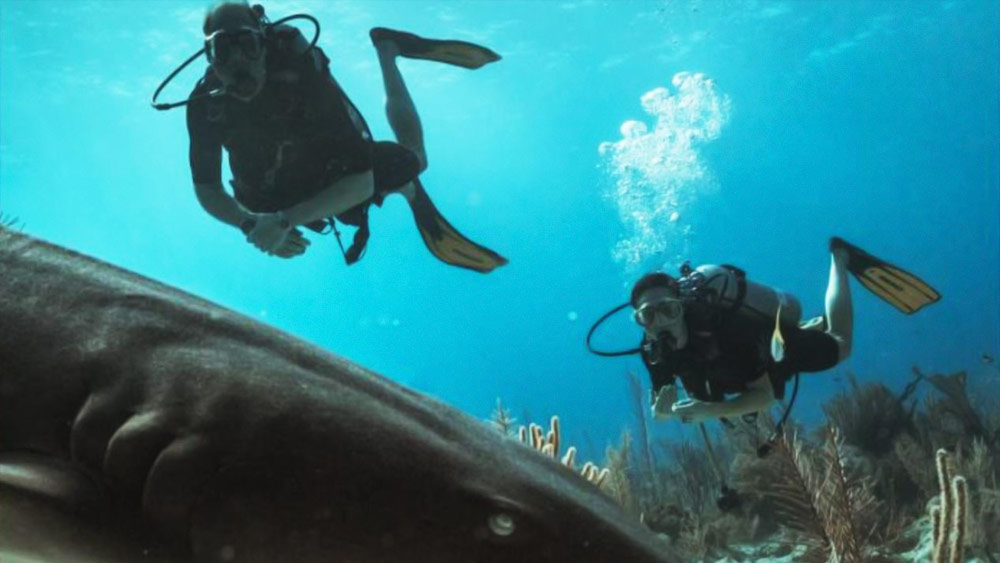 যে ডুবুরিরা ব্লু হোলের গভীরে অভিযান চালাতে গিয়ে নিরুদ্দেশ হয়ে গিয়েছিলেন এই মৃতদেহগুলি তাঁদেরই। এমন ভয়াবহ দৃশ্য দেখার পর তাঁরা আর বেশিক্ষণ জলের তলায় থাকতে পারেননি।