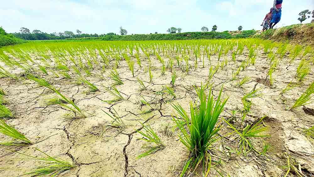 ফুটিফাটা জমি। বাঁকুড়ার বিষ্ণুপুরের গ্রামে। শুভ্র মিত্র