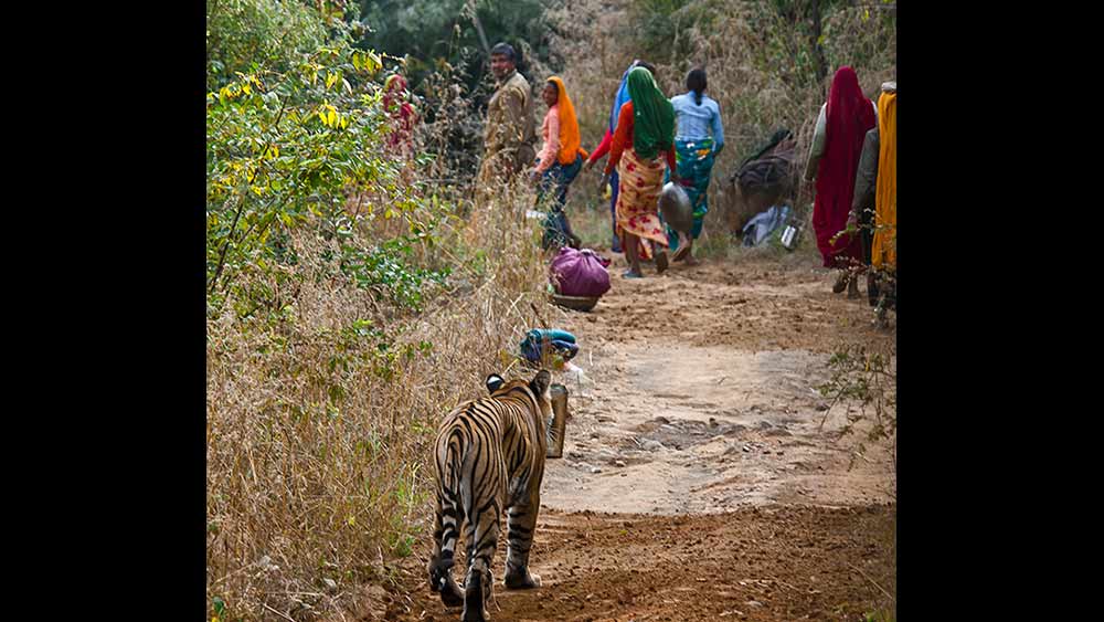 প্রতিটি গ্রামের ঘটনা, যেখানে বাঘ ঢুকেছিল গত বছর। যা নিয়ে এত সমীক্ষা, এত বিশ্লেষণ।