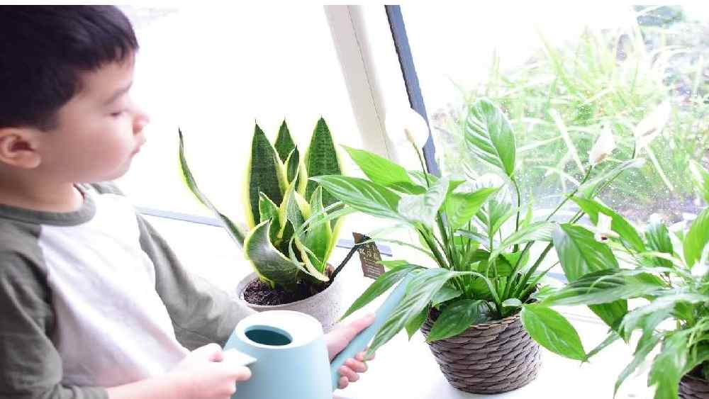 বাড়িতে গাছ লাগানো হলে শিশুর স্বাস্থ্যেরও যত্ন হয়। 