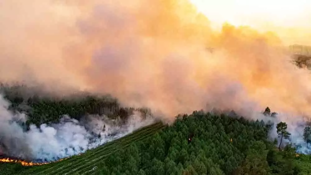 দাবানল নেভাতে যুদ্ধকালীন তৎপরতায় কাজে নেমে পড়েছেন দক্ষিণ-পশ্চিম ইউরোপের ওই চার দেশের পাশাপাশি মরক্কোর দমকলকর্মীরা। তবে পশ্চিমী সংবাদমাধ্যমের দাবি, আগুনে গ্রাসে চলে গিয়েছে ১০ হাজার হাজার হেক্টর জঙ্গলের গাছপালা। মৃত্যু হয়েছে শত শত পশুপ্রাণীর। 