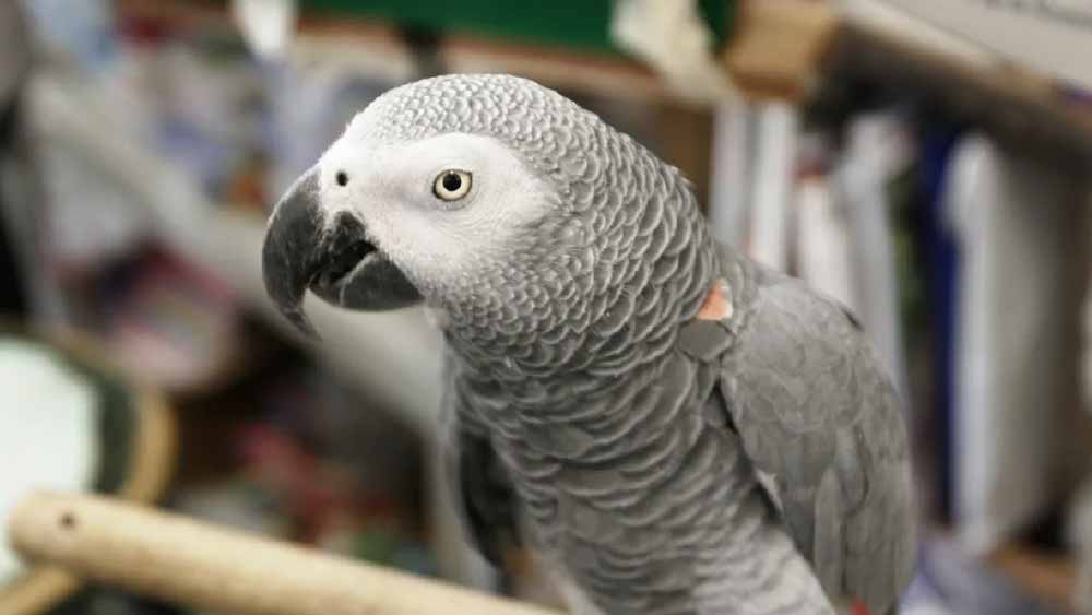 আদালতে সাক্ষী হিসেবে আনা হয় মৃত মার্টিনের পোষা তোতাটিকে। নাম তার ‘বাড’।