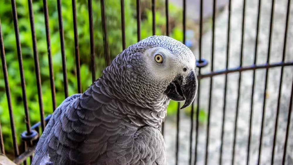 মার্টিনের প্রাক্তন স্ত্রীর অভিযোগ, গুলি চালানোর সময় সামনেই ছিল তোতাটি। মার্টিনকে গুলি চালানোর সময় ছটফট করে ওঠে সে। 