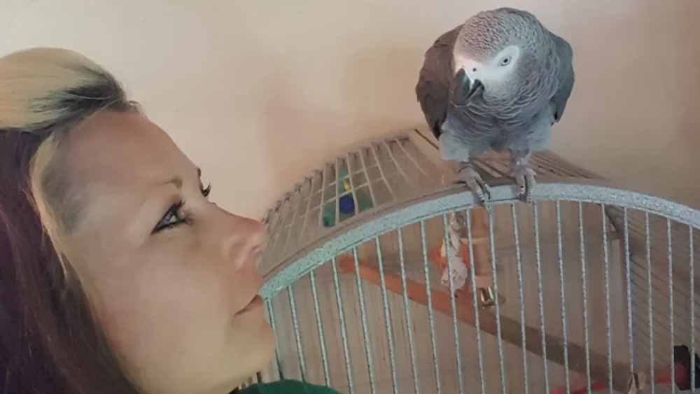 তোতাটিকে সদ্য কথা বলা শিখিয়েছিলেন মার্টিন। মালিকের দিকে তাঁর মালকিন বন্দুক তাক করতেই না কি বাধা দেয় সে। বলে ওঠে ‘মেরো না’। তার গলার শব্দ ছিল ঠিক মার্টিনের মতোই।