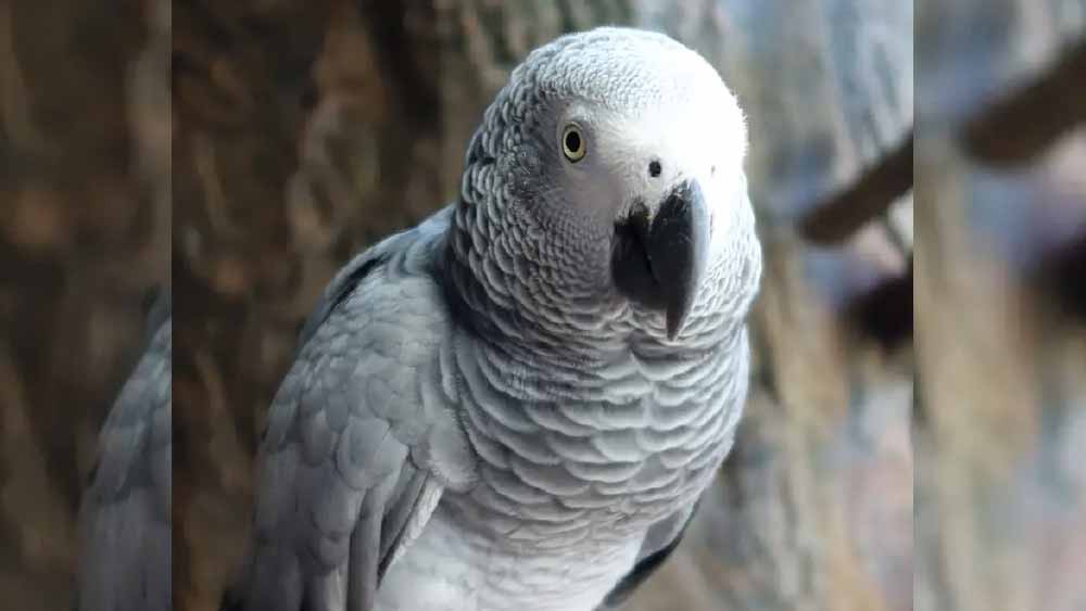 ভরা আদালতে পাখির সাক্ষ্য নেওয়া হয়। কিন্তু একটা পাখির সাক্ষ্যের ভিত্তিতে কি কাউকে অপরাধী করা যায়? বাদী এবং বিবাদী পক্ষের মধ্যে শুরু হয় আইনি তরজা। 