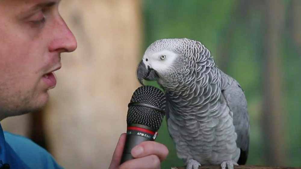 দীর্ঘ সওয়াল-জবাব চলে। প্রথমে আদালত জানিয়ে দেয় একটা তোতার সাক্ষ্য নিয়ে কাউকে অপরাধী করা যায় না। অগত্যা মামলা খারিজ হয়।