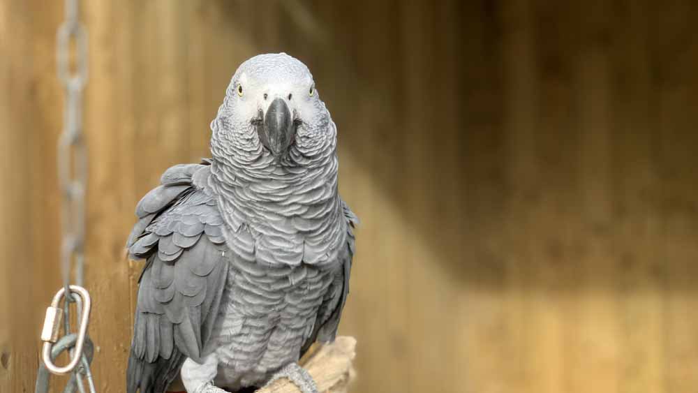 কিন্তু আবার আদালতে ওঠে মামলা। আদালতে বলতে ওঠেন ক্রিস্টিনা। মার্টিনের মৃত্যুর পর তোতাটি ছিল তাঁর কাছে। সে নাকি মাঝে মধ্যেই বলে ওঠে ‘ফা...ডোন্ট শুট’ (গুলি কোরো না)।