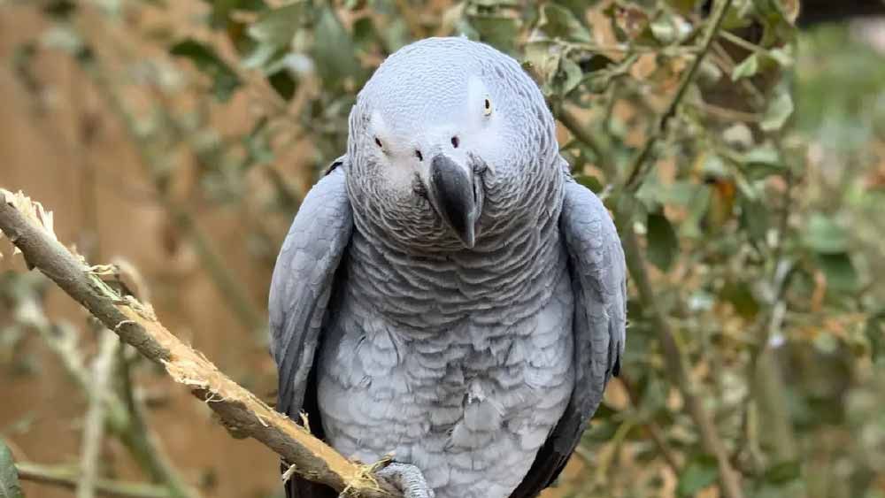 ক্রিস্টিনার দাবি, তাঁদের পোষ্য ‘বাড’-এর মনে থেকে গিয়েছে সে দিন তার মালিককে খুনের ঘটনা। তাই সে হঠাৎ হঠাৎ চেঁচিয়ে ওঠে বলে, ‘গুলি কোরো না’।