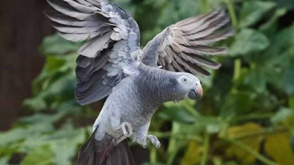 বহু গবেষকের দাবি, আফ্রিকার এই বিশেষ প্রজাতির পাখি, ২০০টির বেশি শব্দ মনে রাখতে পারে। এরা বেশ বুদ্ধিমান।